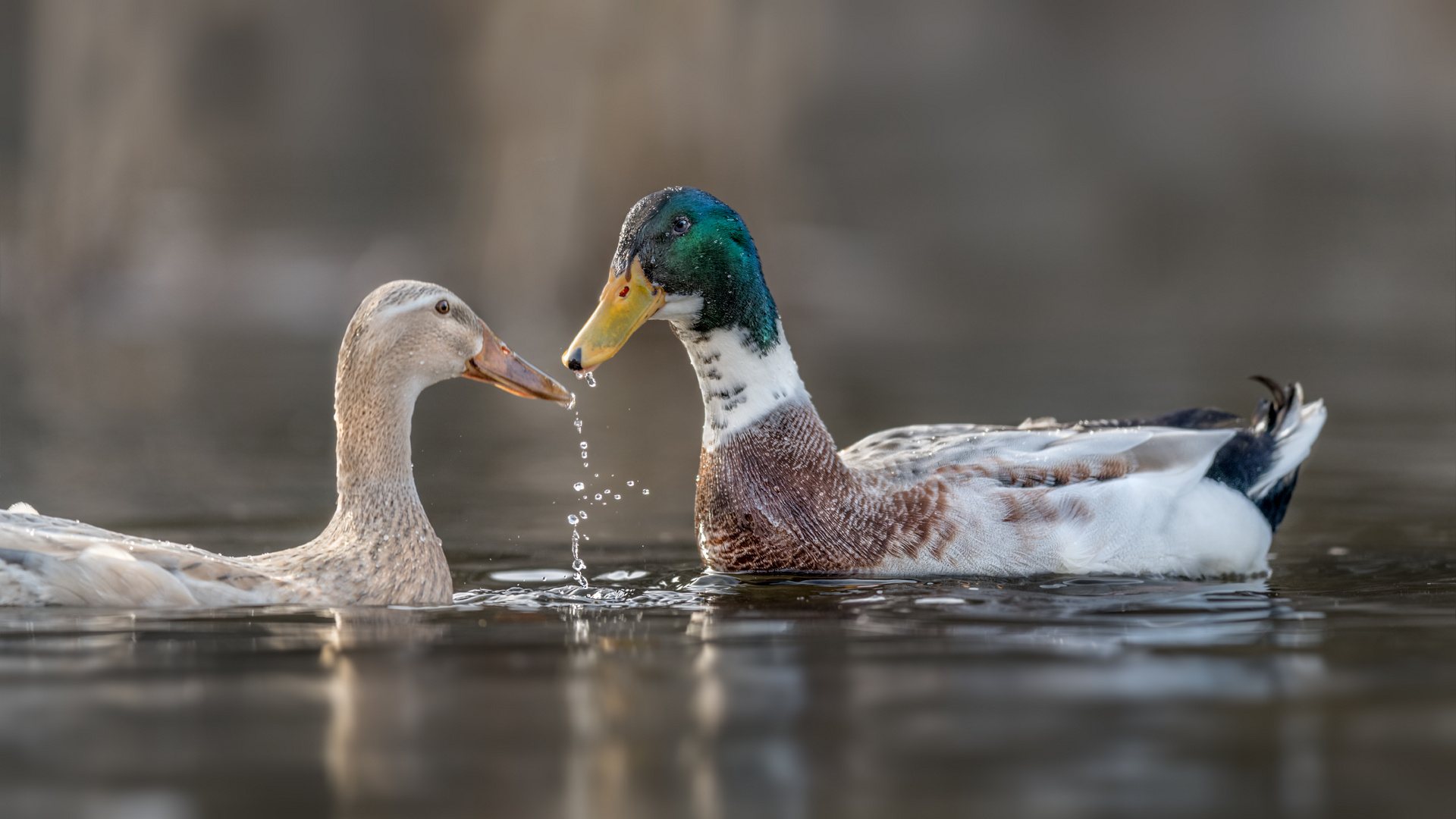 Hybriden Stockente x Laufente