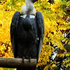 Hybrides vautour fauve vautour africain