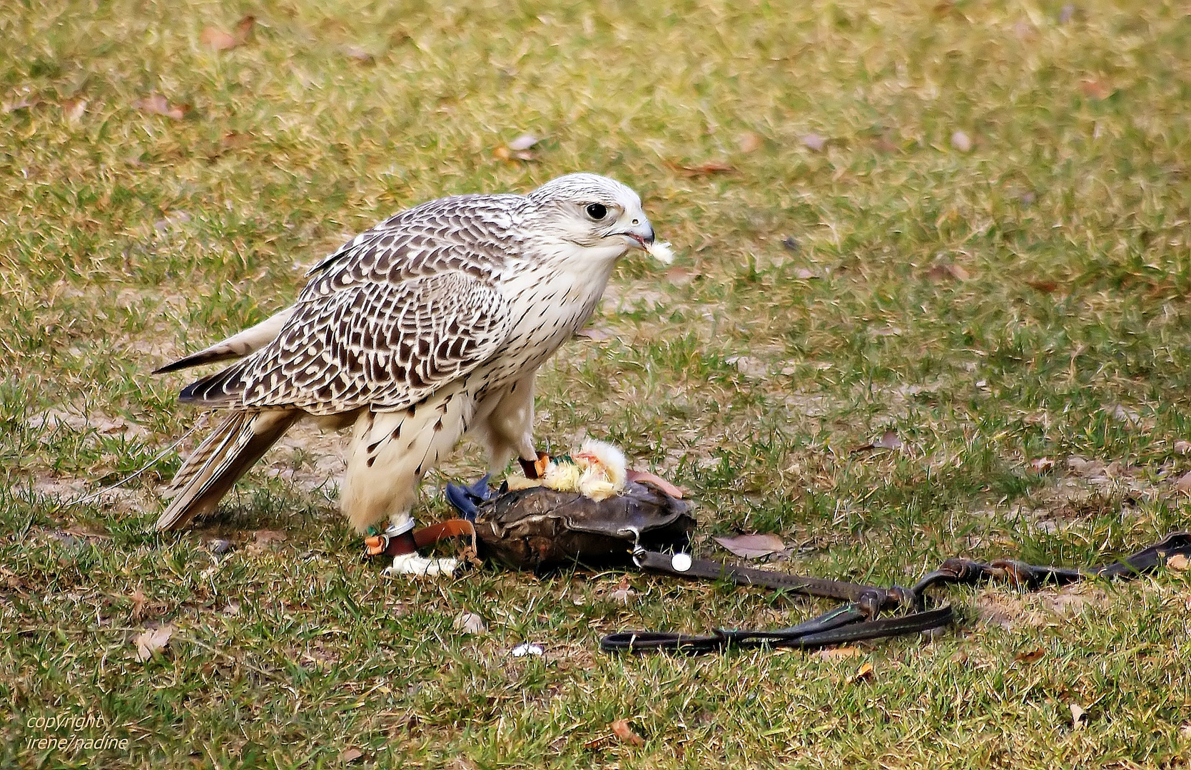 Hybridfalke mit Federspiel