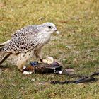 Hybridfalke mit Federspiel