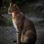 Hybridkatze