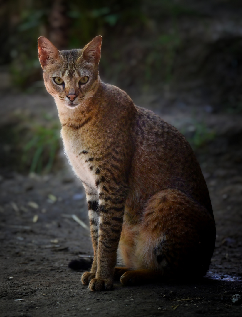 Hybridkatze ..