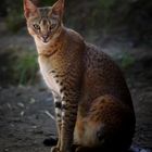 Hybridkatze ..