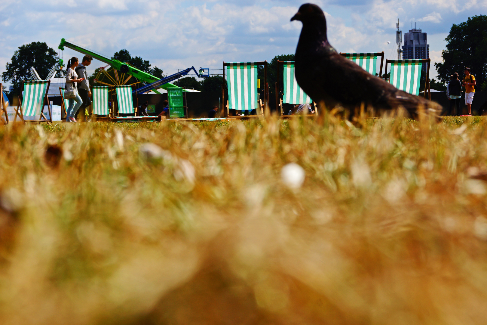 Hyde Park pigeons