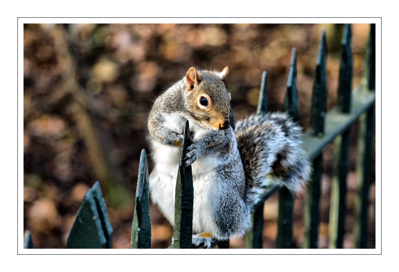 hyde park squirrel