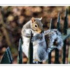 hyde park squirrel