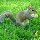 Hyde Park Squirrel