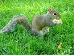 Hyde Park Squirrel