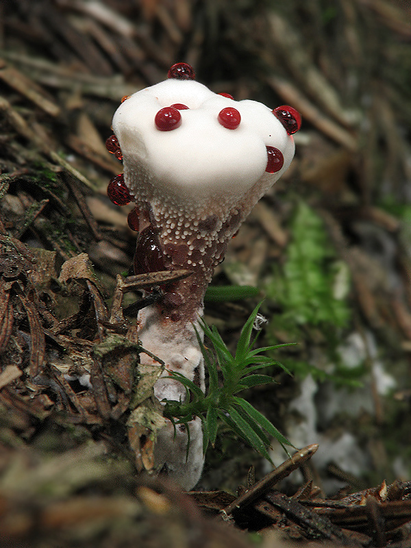 Hydnellum peckii