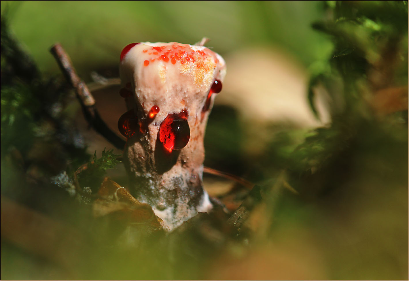 Hydnellum peckii ...