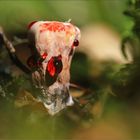 Hydnellum peckii ...