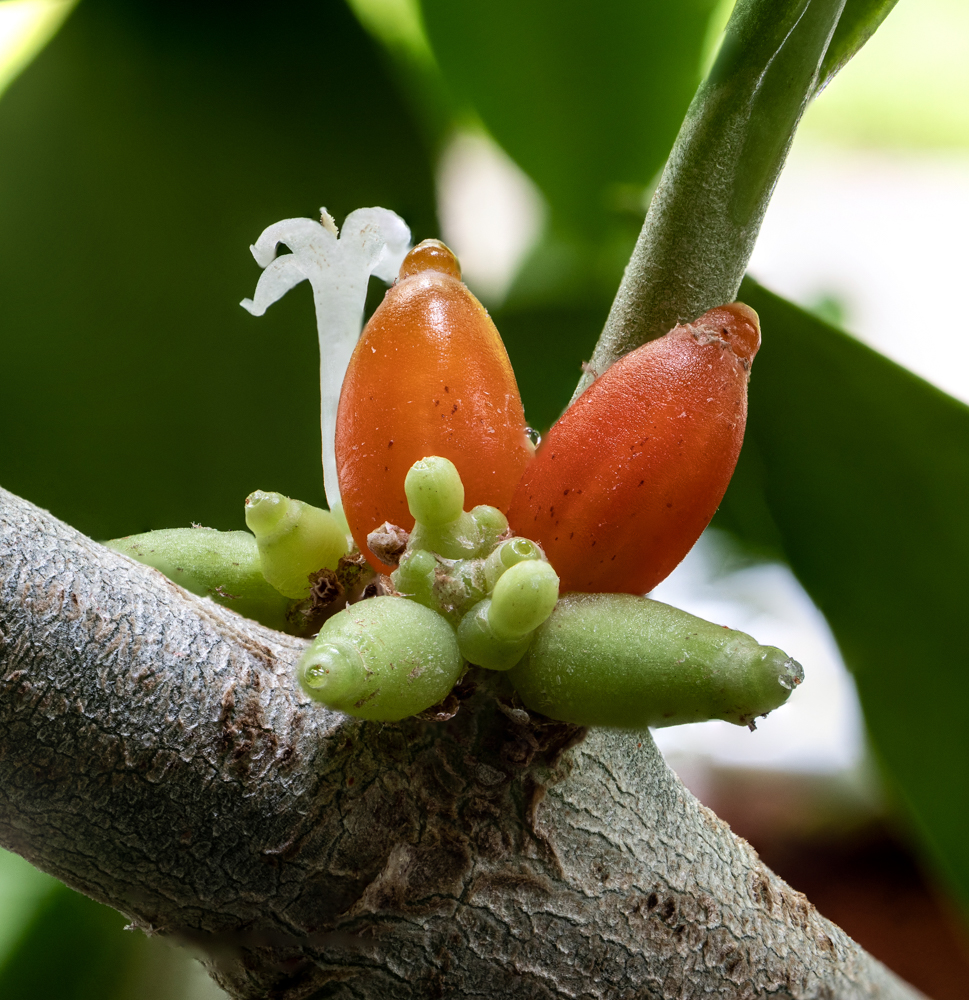 Hydnophytum papuanum