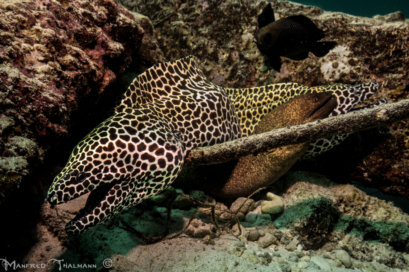 Hydra Foto & Bild natur, tiere, wildlife Bilder auf