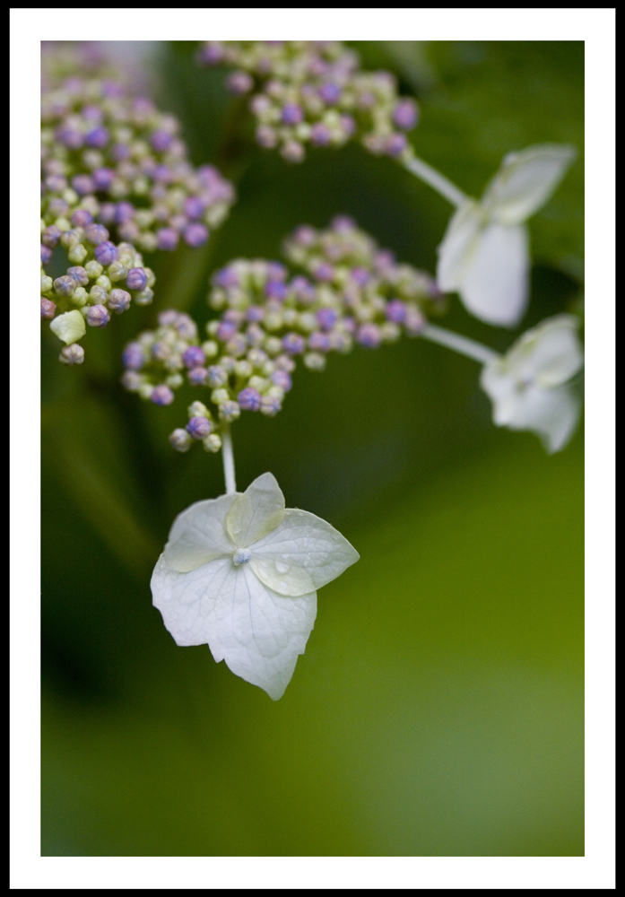 Hydrangea