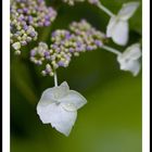 Hydrangea