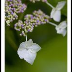 Hydrangea