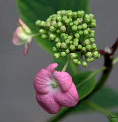 Hydrangea