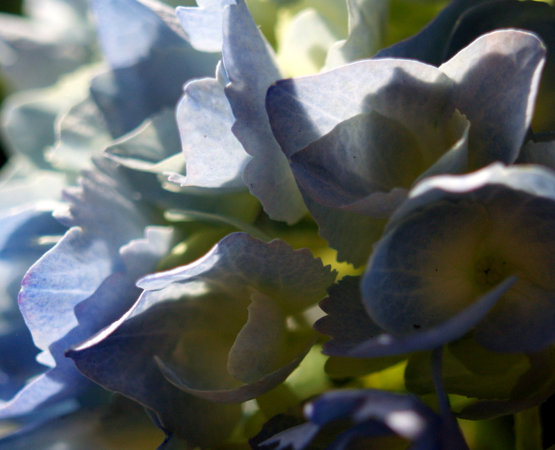 Hydrangea