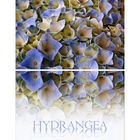 Hydrangea....