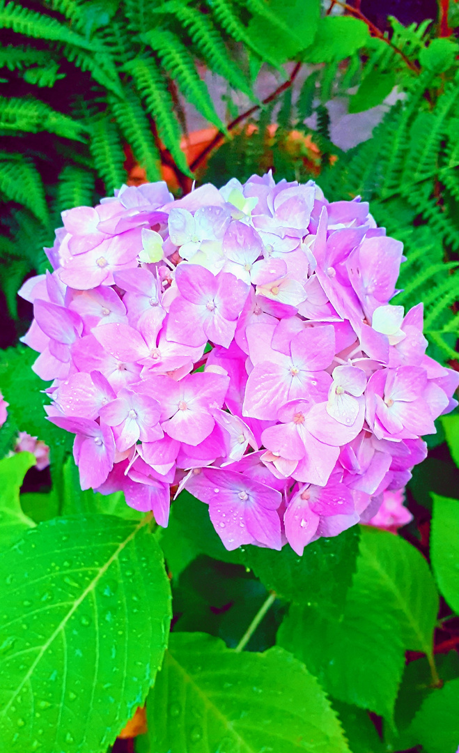                     "Hydrangea"