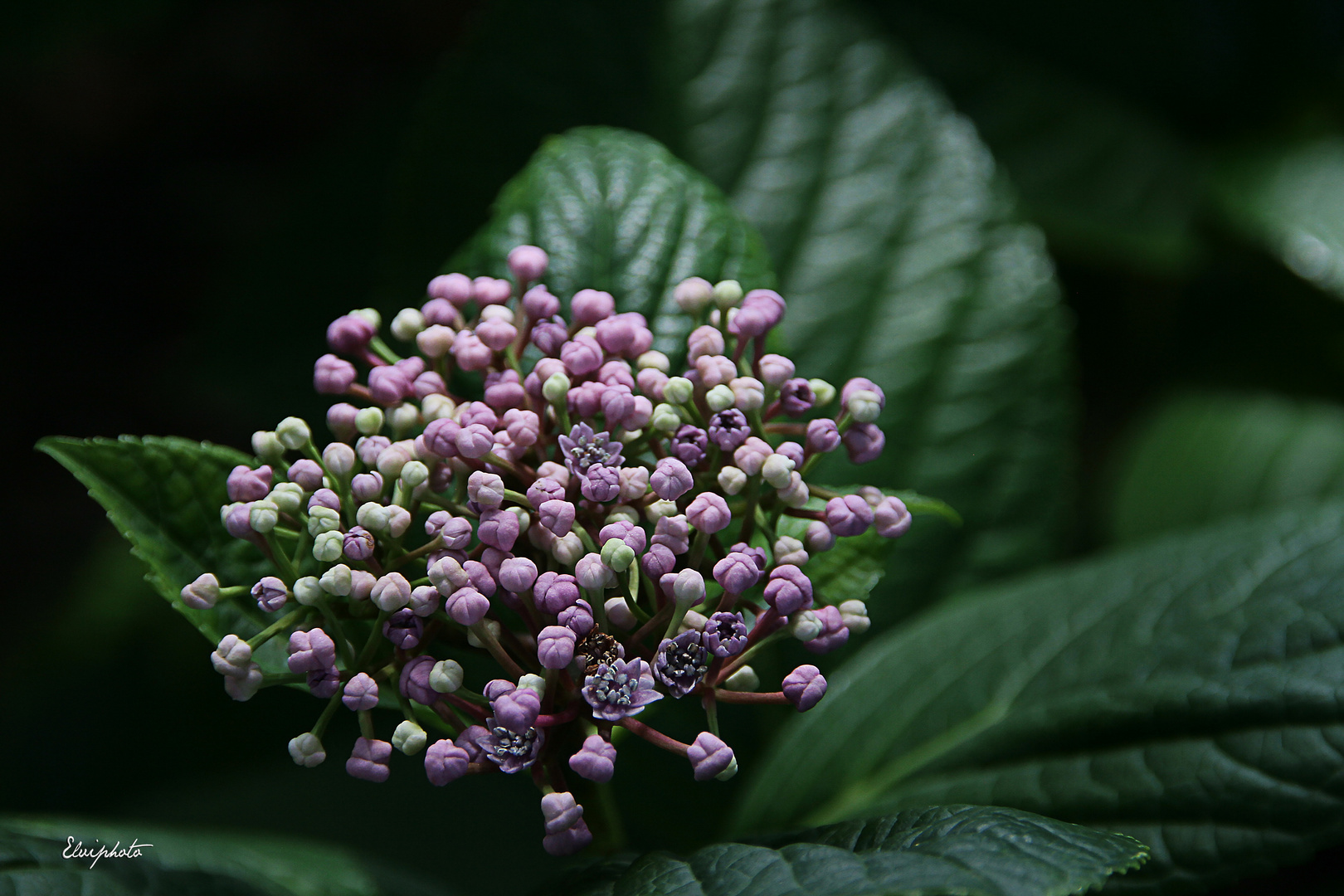 Hydrangea (2)