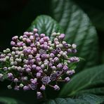 Hydrangea (2)