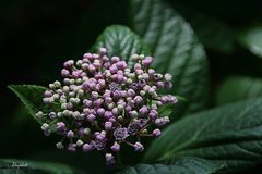 Hydrangea (2)