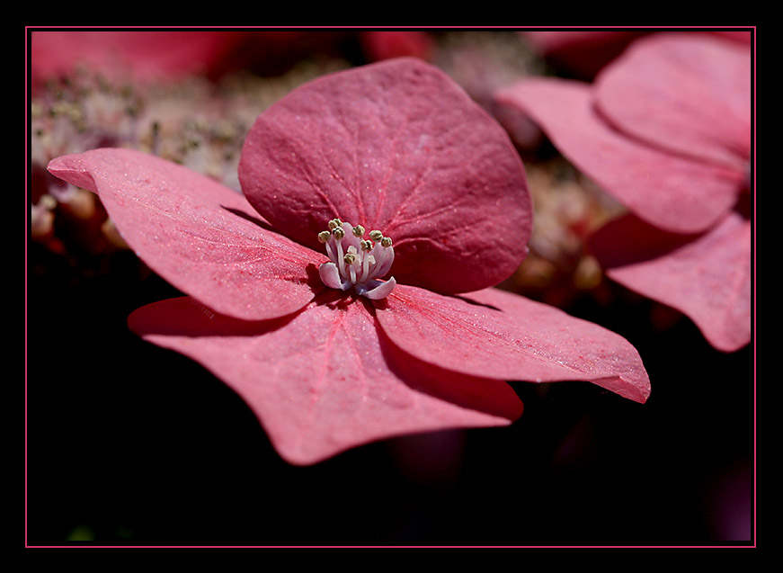 Hydrangea... #2