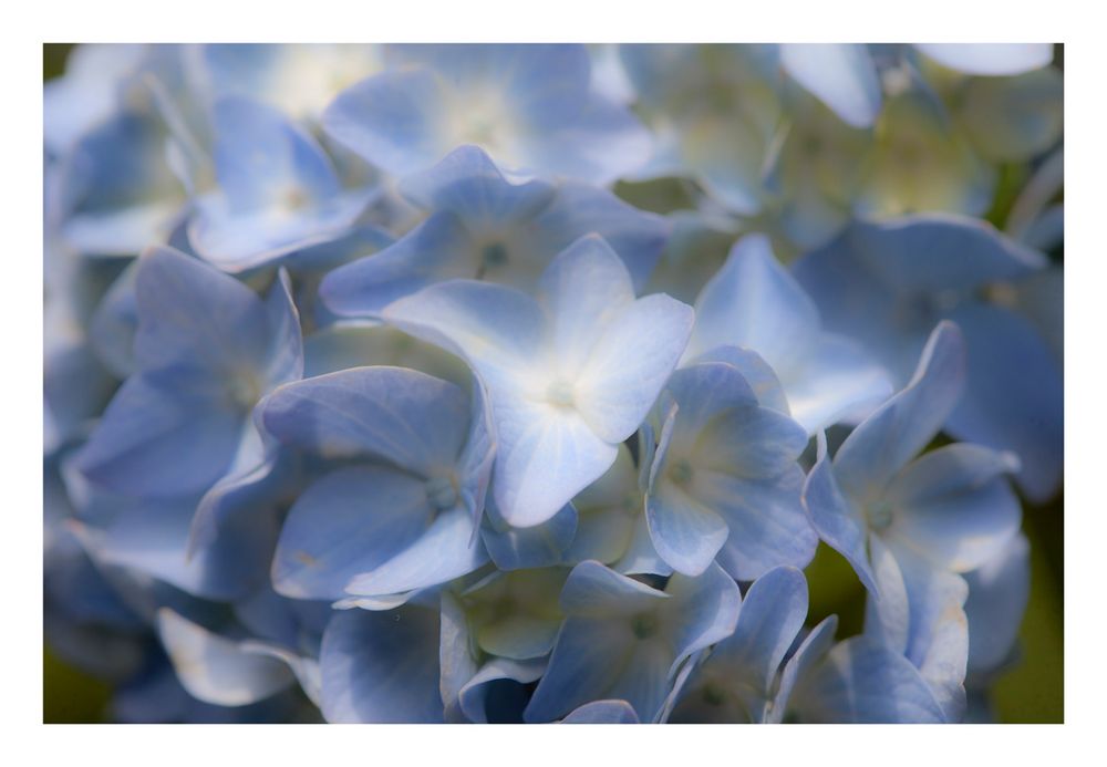 Hydrangea-2