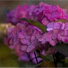 ~~Hydrangea~~