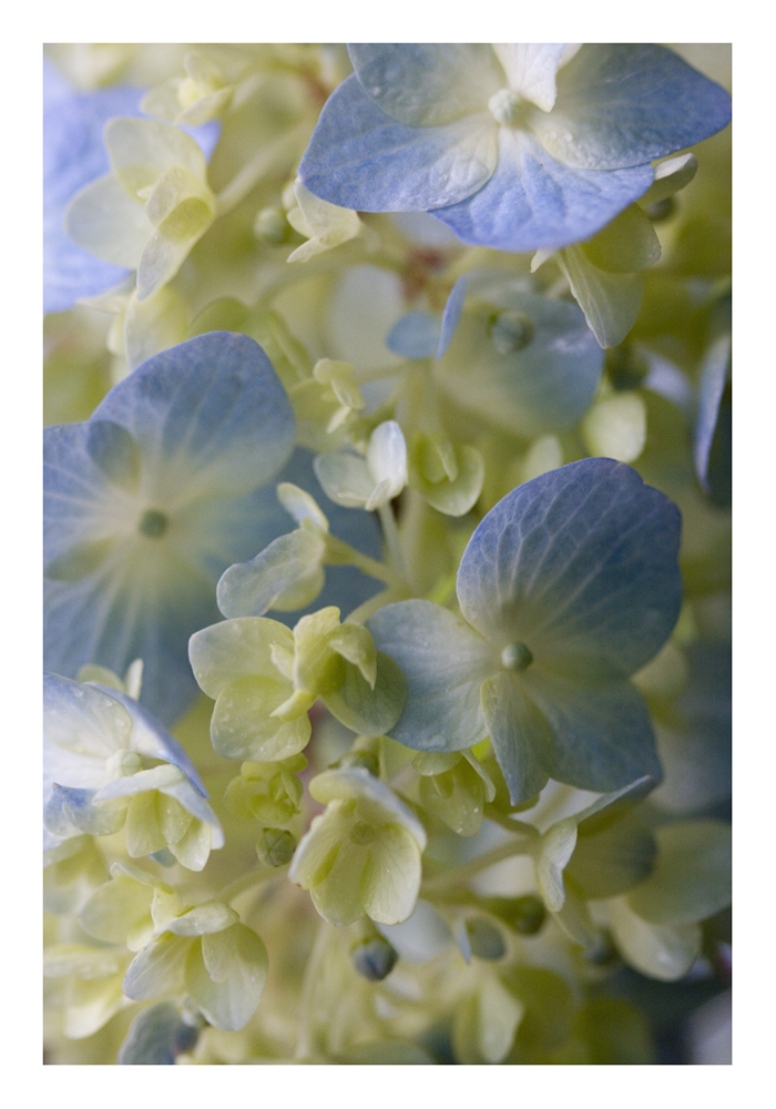 Hydrangea 3