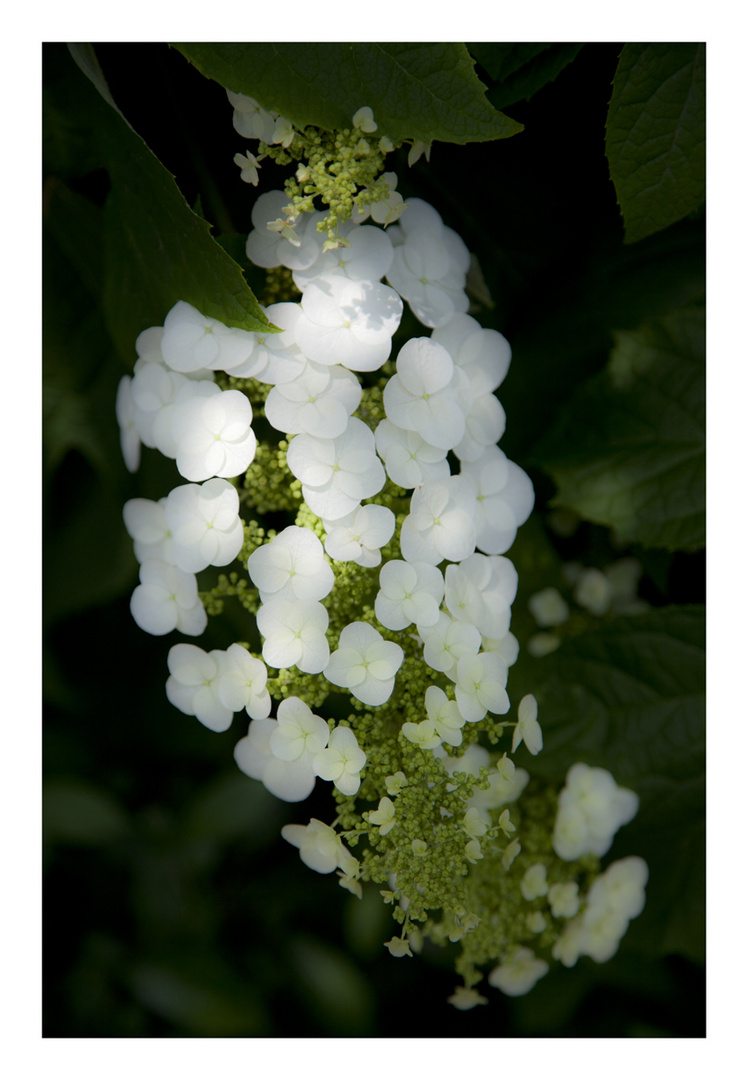 Hydrangea-3