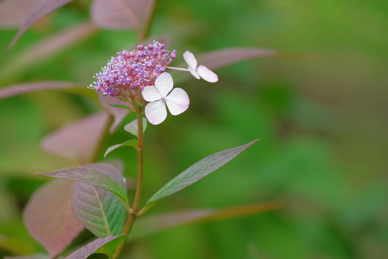 Hydrangea