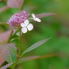 Hydrangea