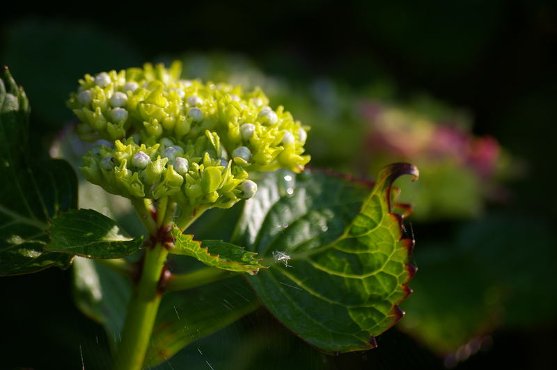 Hydrangea