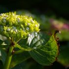 Hydrangea