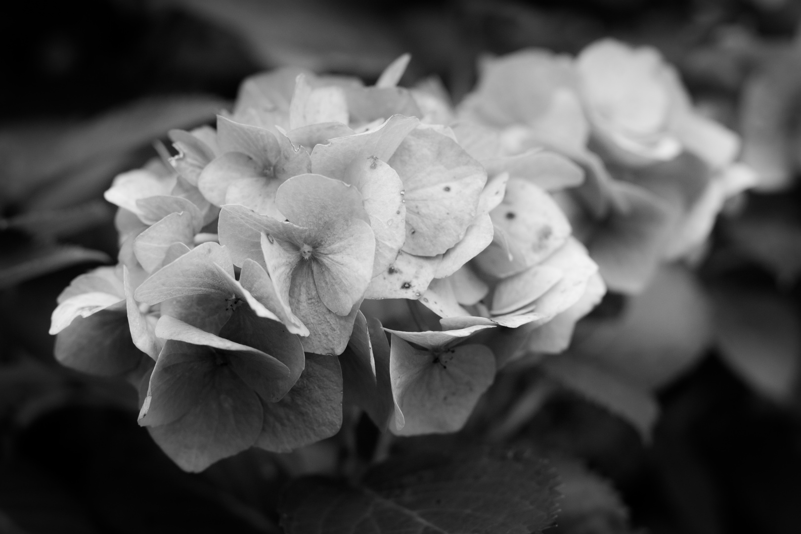 Hydrangea