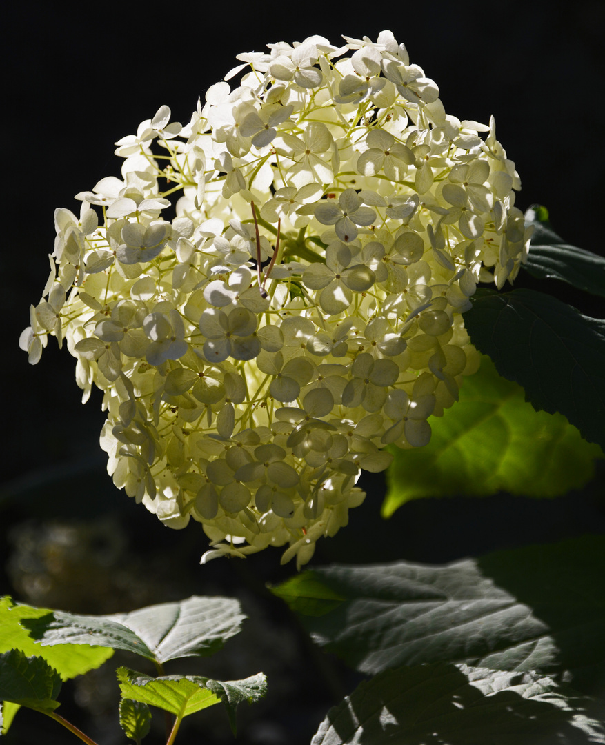 Hydrangea