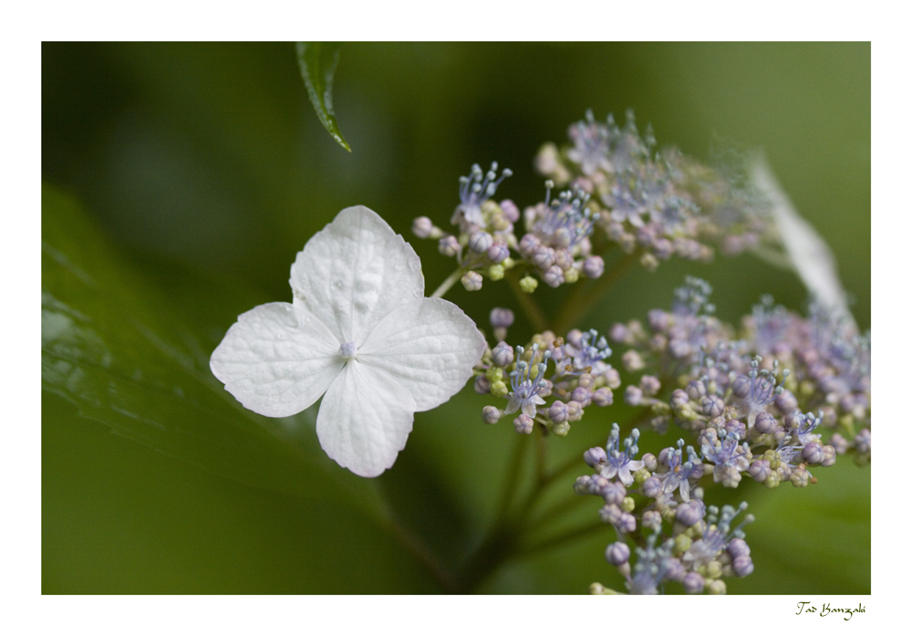 Hydrangea 5