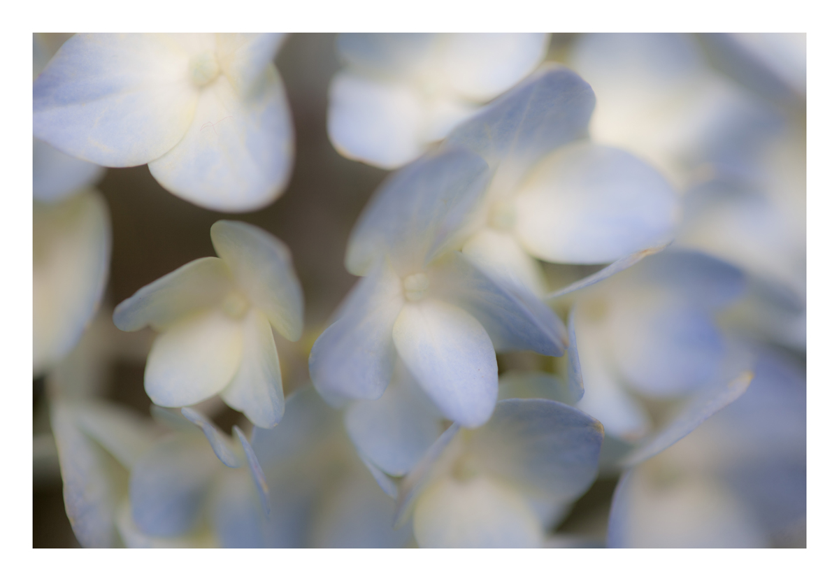 Hydrangea