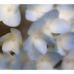 Hydrangea