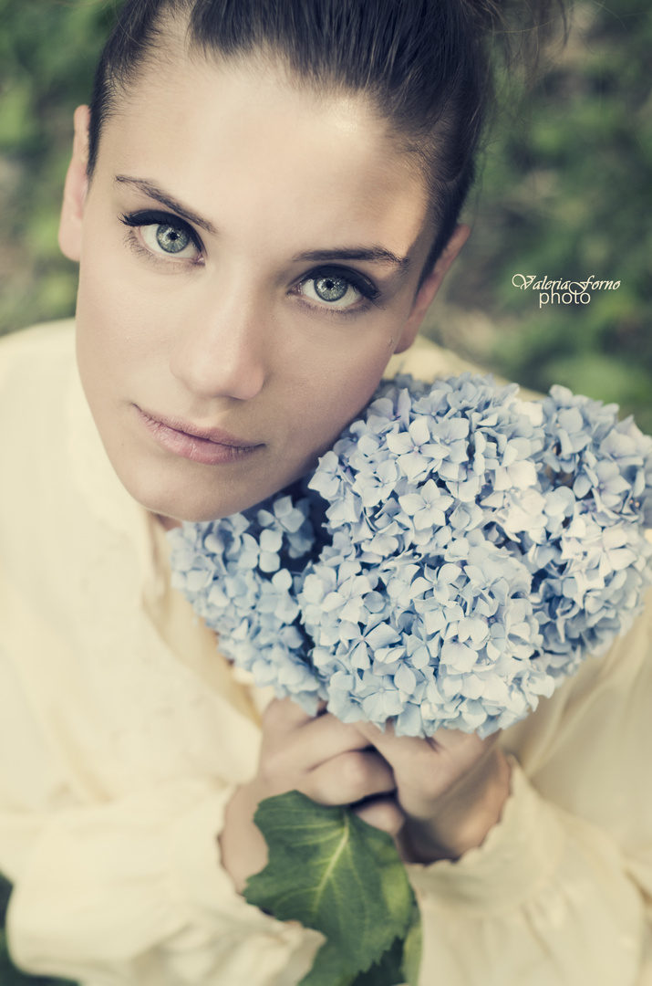 Hydrangea