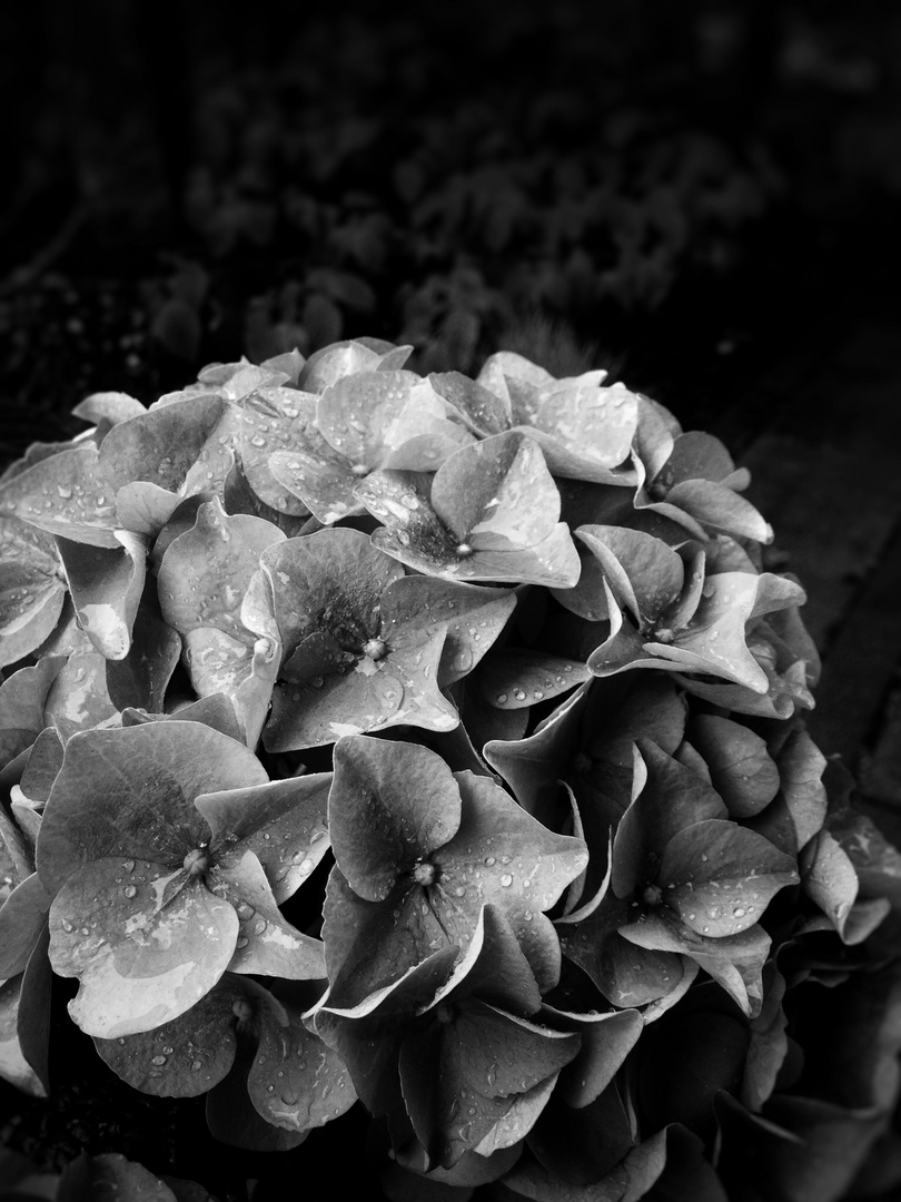 Hydrangea 