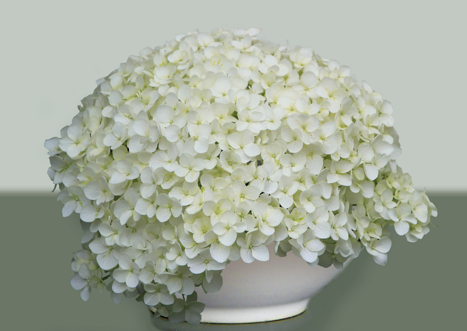 Hydrangea