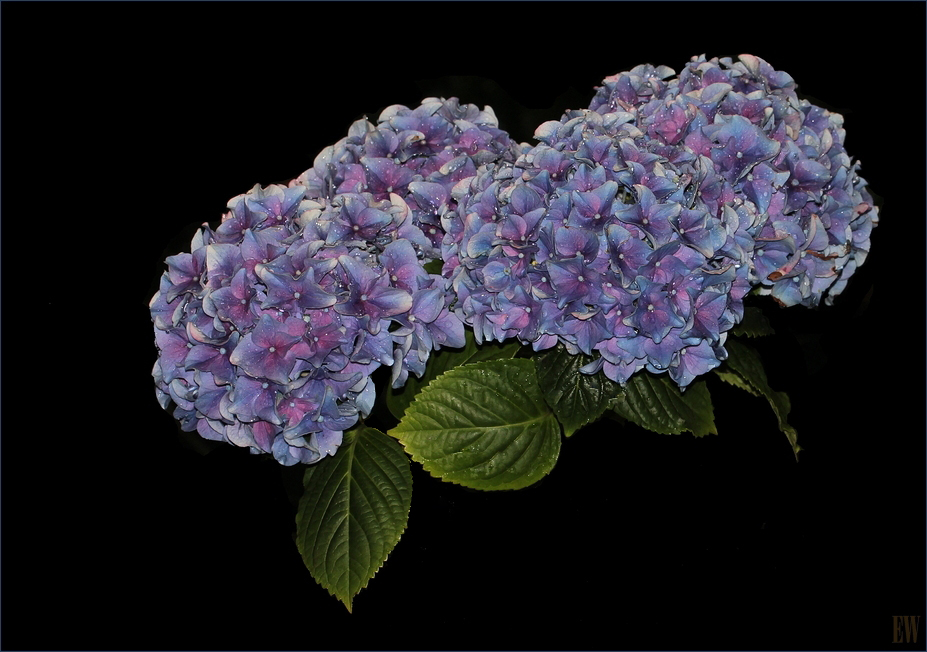 Hydrangea