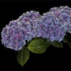 Hydrangea