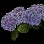 Hydrangea