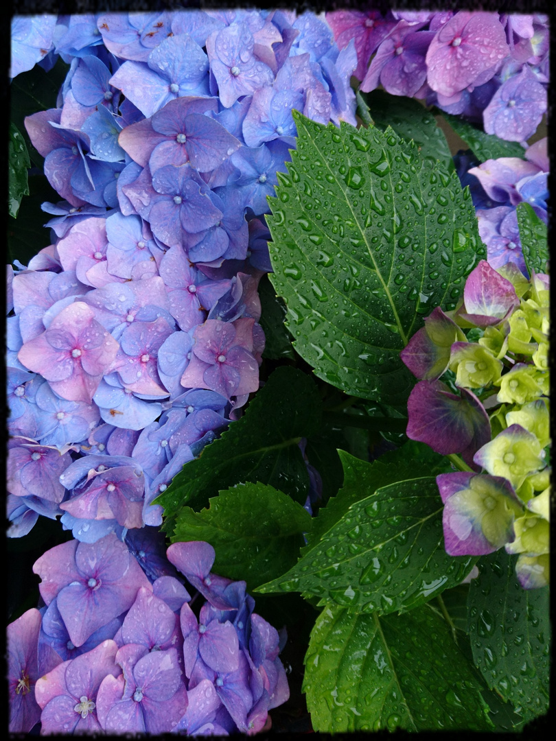 Hydrangea