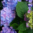 Hydrangea