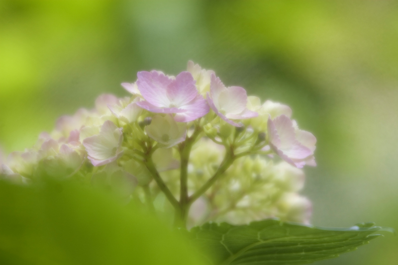 Hydrangea